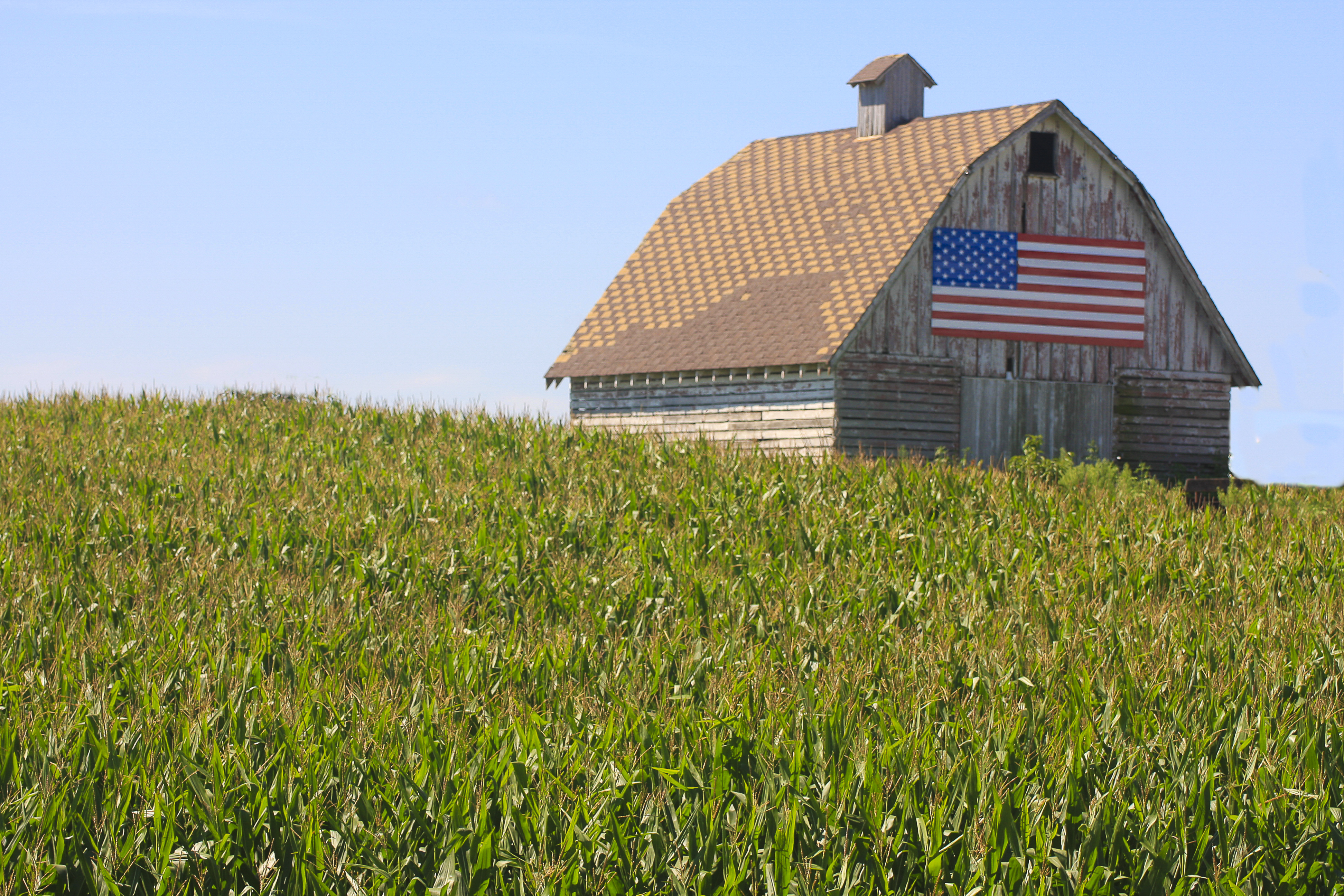 Photo of a barn with a U.S. flag in the middle of a large cornfield